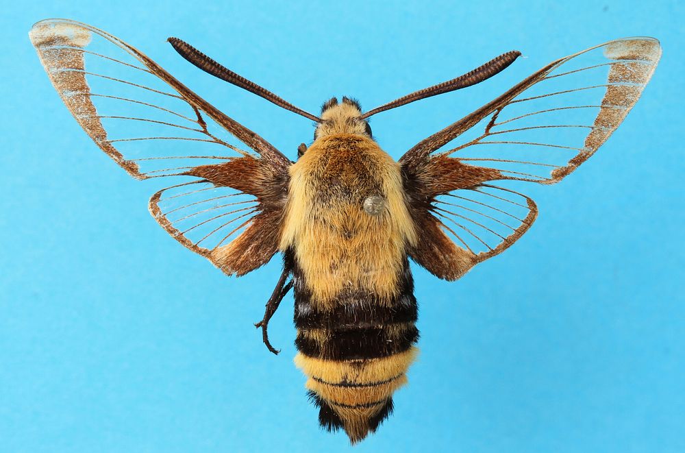 A moth of the genus HemarisBrackenridge Field Lab, Austin, Travis Co., TexasApril 17, 1997Public Domain image by Christopher…