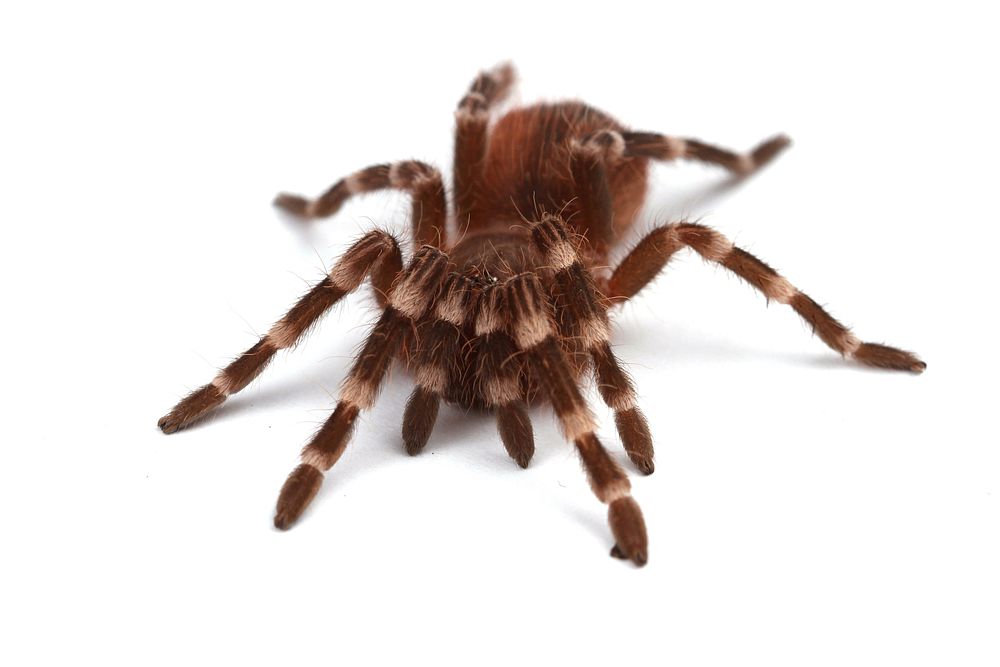 (Pet) Brazilian whiteknee tarantula (Theraphosidae, Acanthoscurria geniculata)Name: Loon. Owned by L. Roberts.