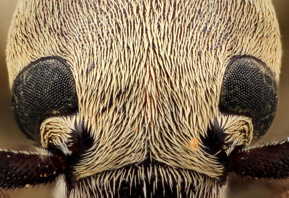 Blister Beetle (Epicauta immaculata)Wildlife Management Area, Chaparral, Dimit Co., TexasJune 7-8, 1992Public Domain image…
