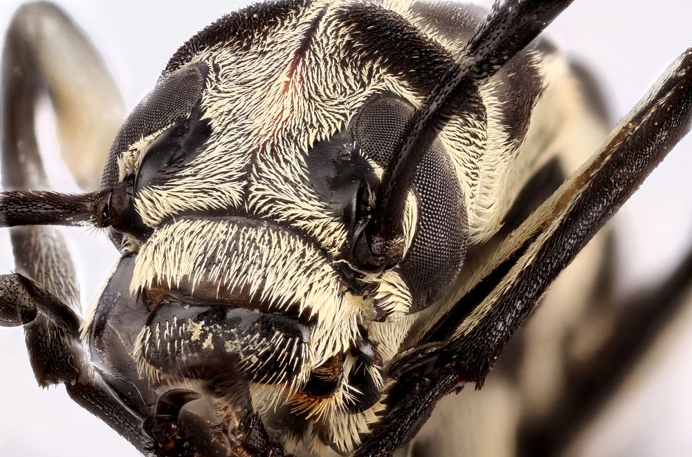 Blister Beetle (Epicauta atrivittata)Sheffield, Oasis Ranch; Independence Cr., Terrell Co.,TexasMay 26, 2005Public Domain…