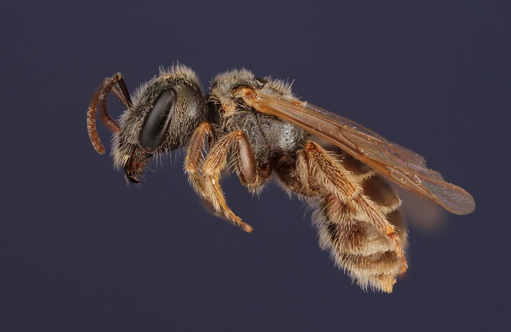 Sweat Bee (Halictus tripartitus)TX, Hidalgo Co.Bentsen-Rio Grande State ParkColl. A.W.HookPublic domain image by Alexis…