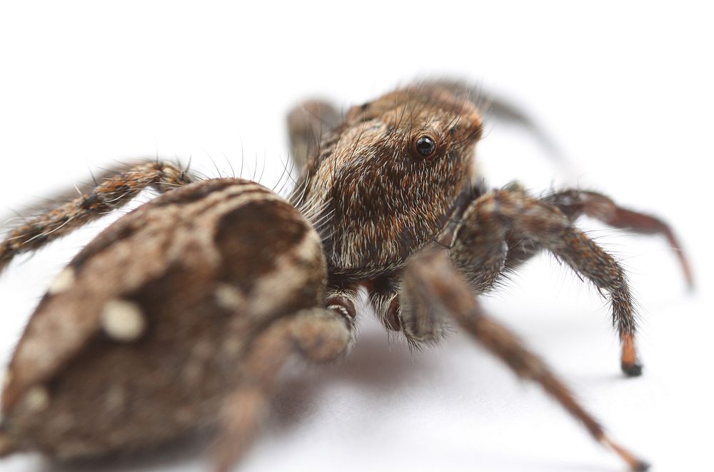 Pantropical jumping spider (Salticidae, Plexippus paykulli (Audouin))USA, TX, Travis Co.: AustinHornsby Bend Bird…