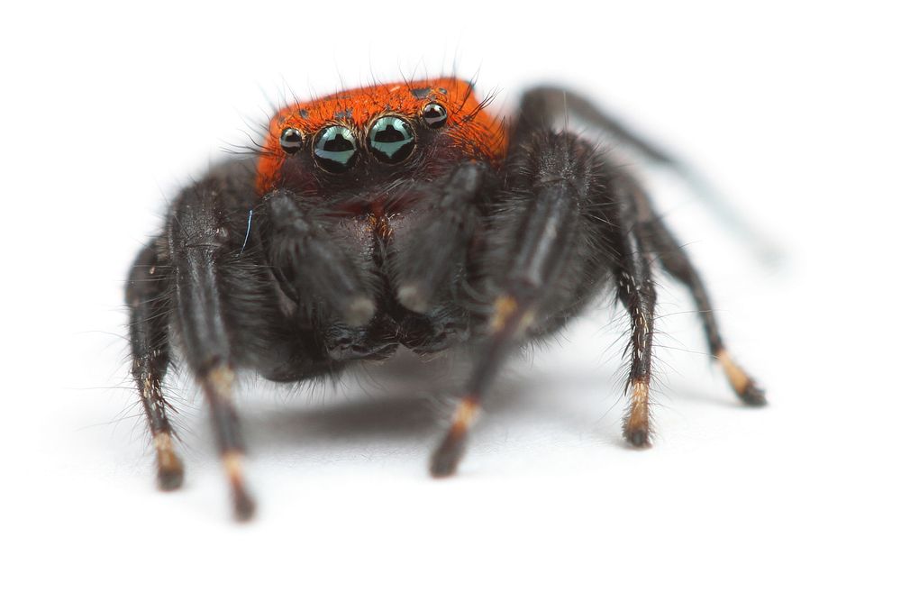 Jumping spider (Salticidae, Phidippus apacheanus (Chamberlin & Gertsch))USA, TX, Travis Co.: AustinHornsby Bend Bird…