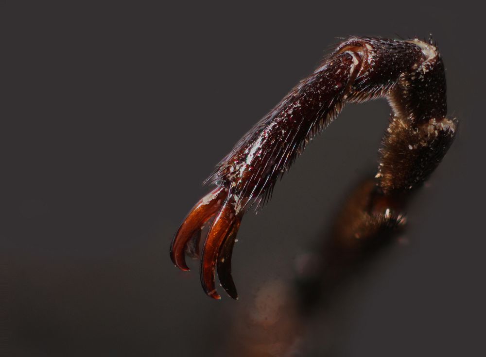 Distinctive split-clawed foot of a Blister beetle (Lytta cribrata)Dandridge Springs, Devil's River, Val Verde Co.…