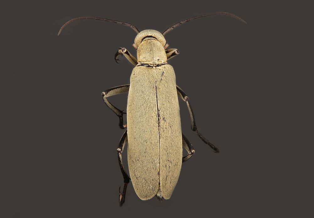 Blister Beetle (Epicauta immaculata)Blister Beetle (Epicauta immaculata)Wildlife Management Area, Chaparral, Dimit Co.…
