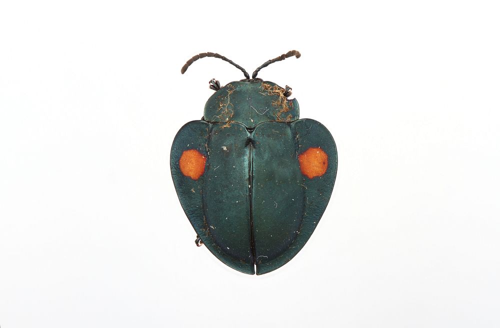 Tortoise Beetle (genus Stolas)Reserva Biologica Bosque, Alajuela, Costa RicaMay 24, 1995Public Domain image by Christopher…