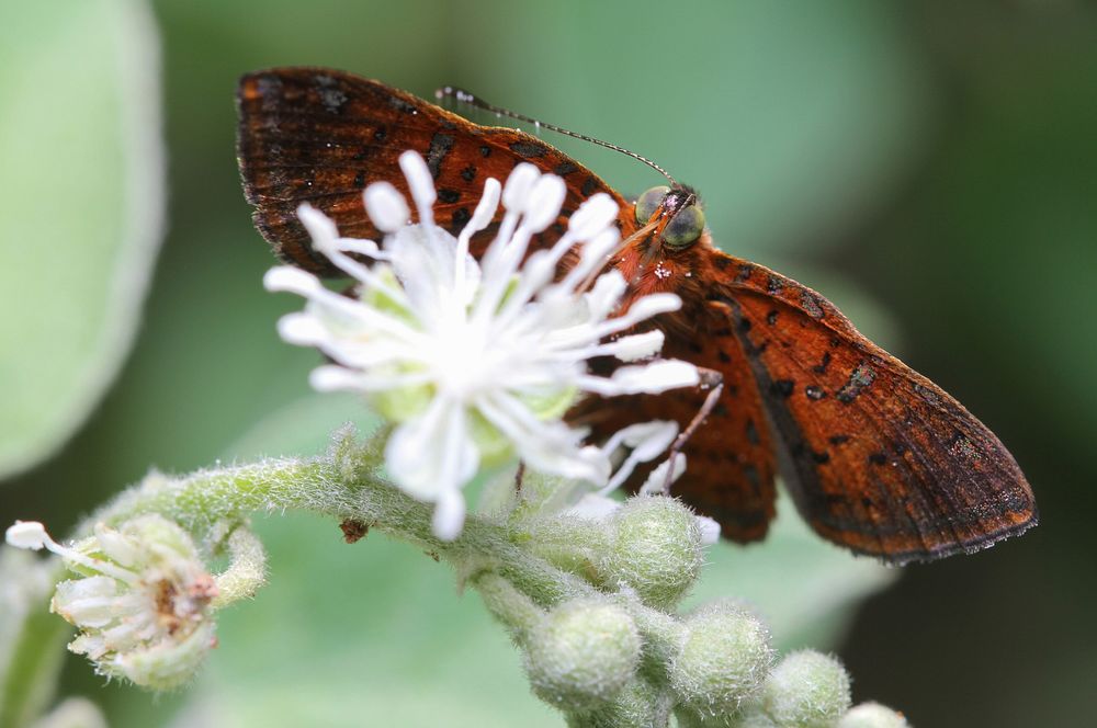 Red-bordered Metalmark (Riodinidae, Caria ino (Goodman and Salvin)USA, TX, Hidalgo Co.: MissionNational Butterfly…