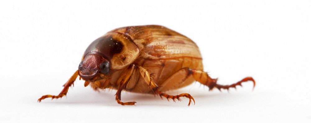 Scarab (Coleoptera, Scarabaeidae)USA, TX, Lee Co.: ElginCrips & Montgomery property 