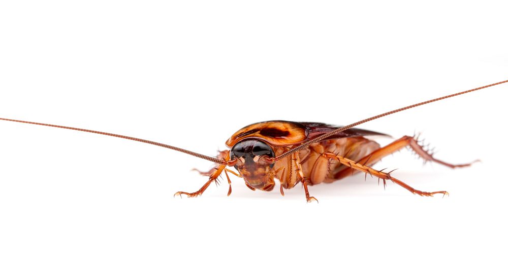 American cockroach - Periplaneta americanaAmerican cockroach - Periplaneta americanaUSA, TX, Travis Co. Austin 