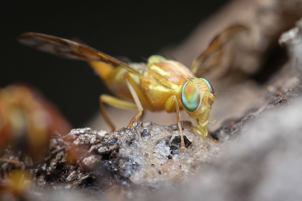 Mexican Fruit Fly (Tephritidae, Anastrepha ludens (Loew))Visiting a banana-beer feeder.USA, TX, Hidalgo Co.: MissionNational…