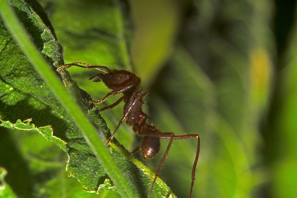 Leafcutter forager (Atta texana)USA, TX, Travis Co.: AustinBrackenridge Field Laboratory 