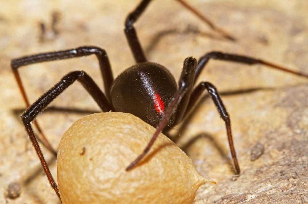 Black Widow with egg sac (Theridiidae, Latrodectus spp.)USA, TX, Bandera Co.: BanderaHill Country State Natural Area 