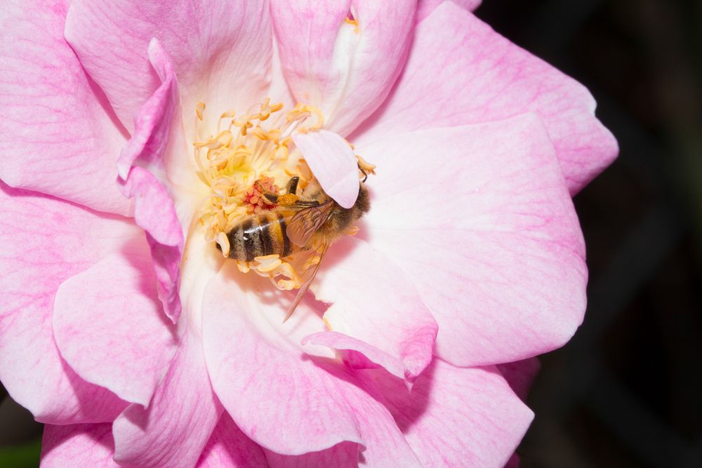 European honey bee on flower (Apis mellifera, Apidae)USA, TX, Travis Co.: AustinBrackenridge Field Laboratory 
