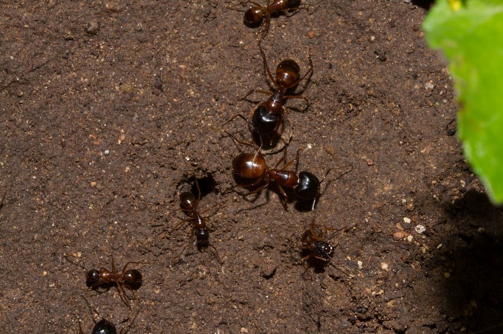 Camponotus sansabeanus soldiers and minors (Formicidae)USA, TX, Travis Co.: AustinBrackenridge Field Laboratory 