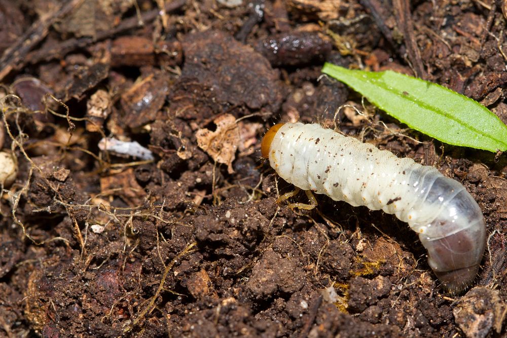 Beetle larva (Coleoptera)USA, TX, Travis Co.: AustinBrackenridge Field Laboratory 