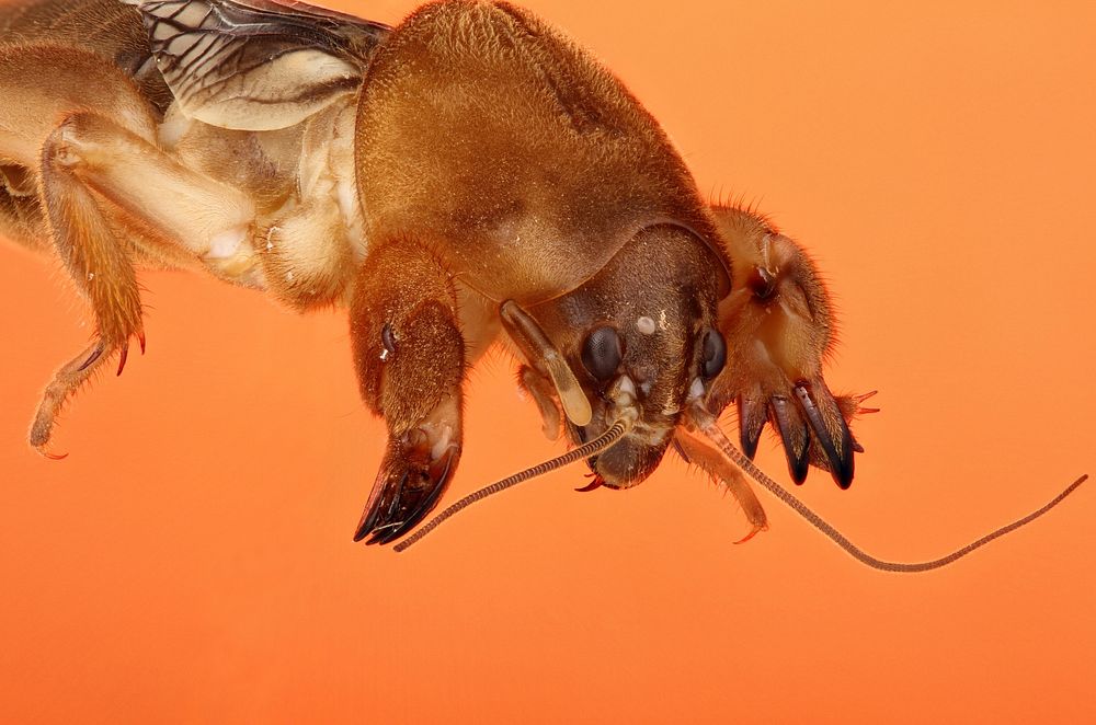Mole Cricket (Orthoptera, Gryllotalpidae)USA, TX, San Saba Co.: BendColorado Bend State ParkA. Santillana coll.