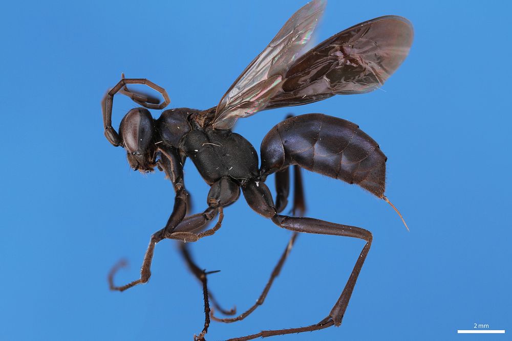 Spider wasp (Pompilidae, Ageniella submetallica)USA, TX, Travis Co.: AustinBrackenridge Field LaboratoryMalaise, C.R. Nelson.