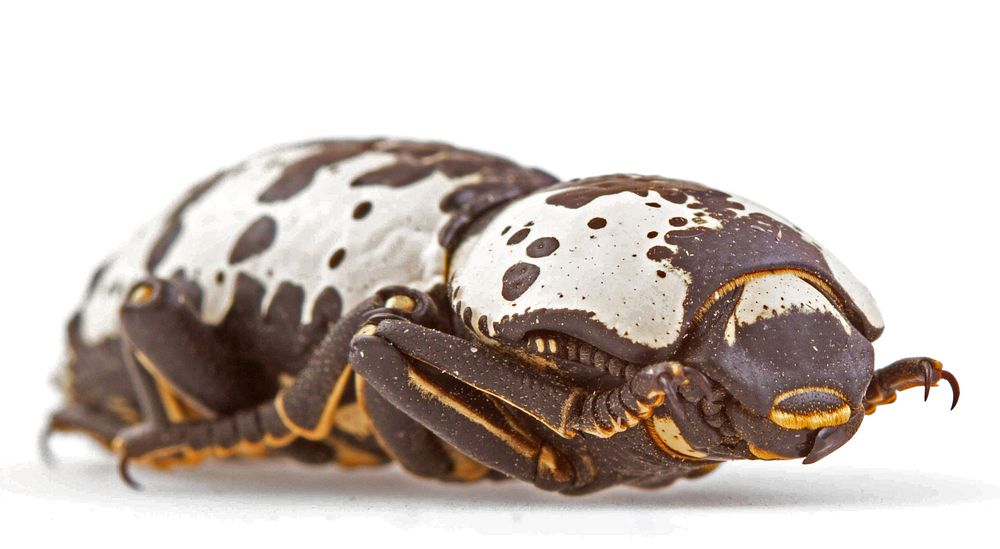 Texas Ironclad Beetle (Zopheridae, Zopherus nodulosus haldemani)USA, TX, Bastrop Co.: Red RockLockwood Drve 