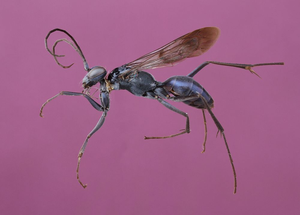 Spider wasp female (Pompilidae, Ageniella euphorbiae)USA, TX, Travis Co.: AustinBrackenridge Field Laboratory coll. C. R.…