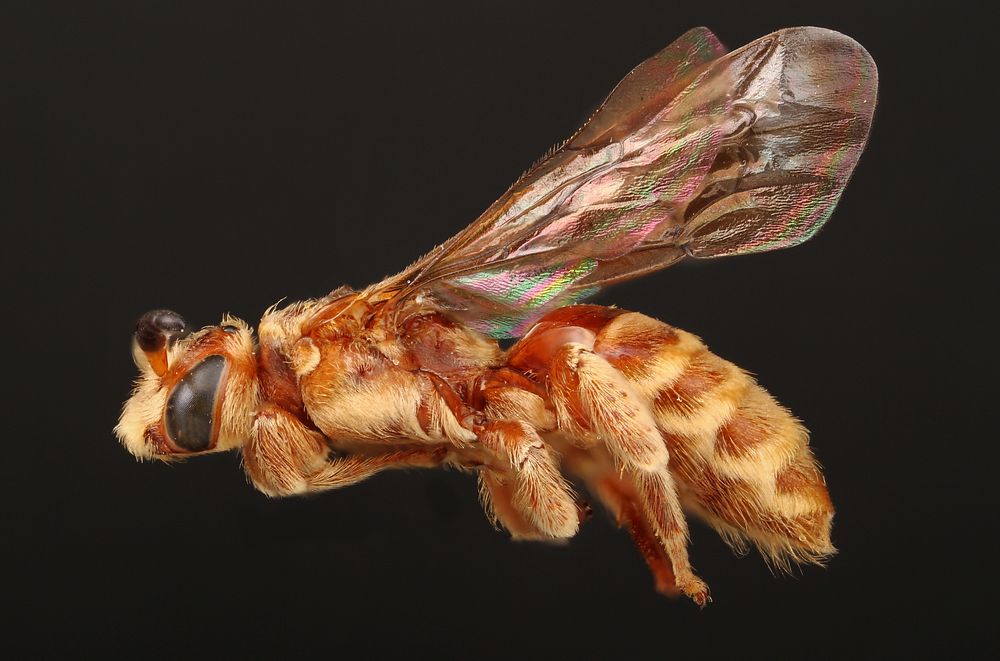 Cuckoo Bee (Paranomada).Original public domain image from Flickr