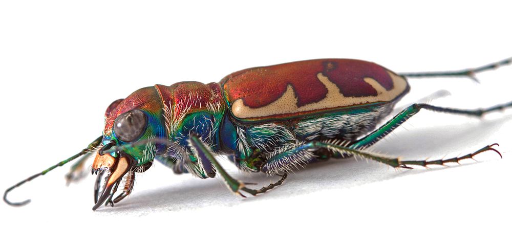 Big Sand Tiger Beetle (Carabidae, Cicindela formosa)USA, TX, Bastrop Co.: Red Rock300 Lockwood Dr.A. Santillana coll.