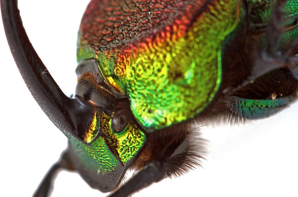 Rainbow Scarab (Scarabaeidae, Phanaeus vindex)USA, TX, Bastrop Co.: Red Rock300 Lockwood Dr.A. Santillana coll.