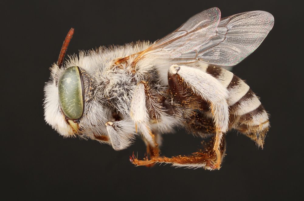 Male Digger Bee (Anthophora curta)Public domain image by Alexis RobertsProduced as part of the &ldquo;Insects…