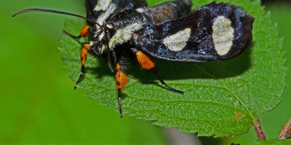 Eight-Spotted Forester (Noctuidae, Alypia octomaculata)USA, TX, Travis Co.: AustinBarton Creek Greenbelt 