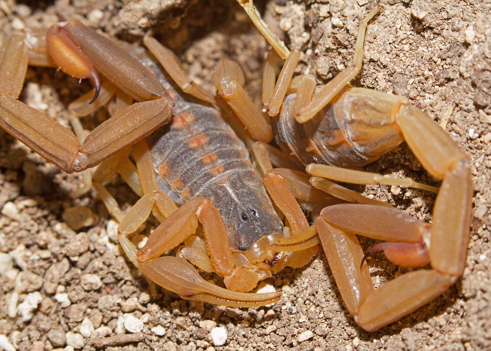 Striped Bark Scorpion (Buthidae, Centruroides vittatus)USA, TX. Bandera Co.: BanderaHill Country State Natural Area 