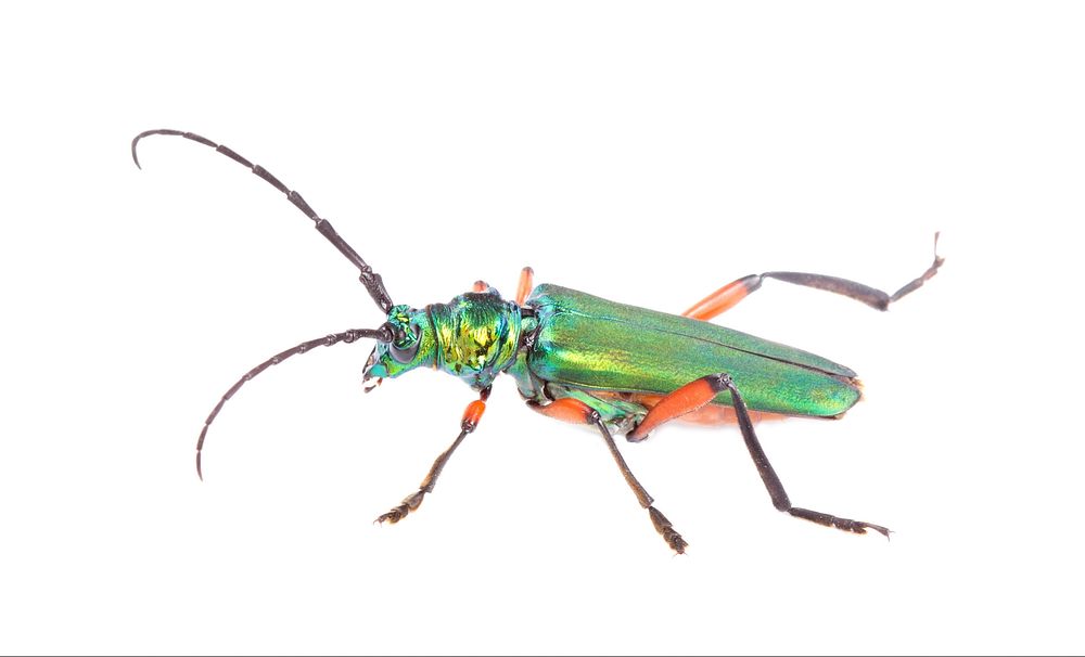 Bumelia Borer (Cerambycidae, Plinthocoelum suaveolens)USA, TX, Travis Co.: AustinHornsby Bend 