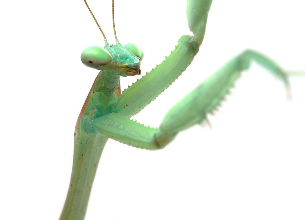 Mantid (Mantidae). Original public domain image from Flickr