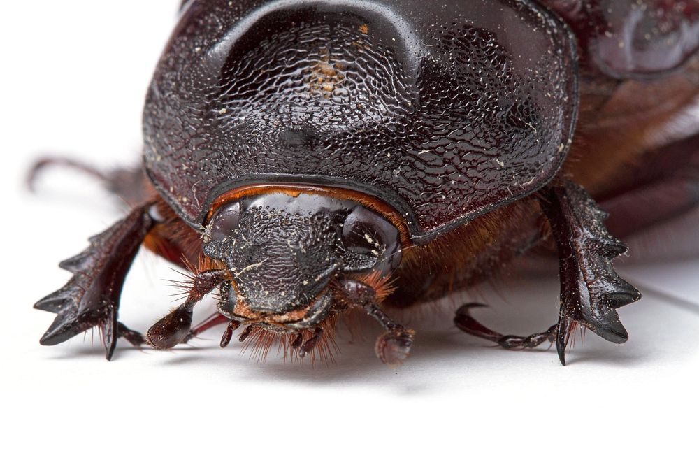 Ox beetle, female (Dynastinae, Strategus aloeus) USA, TX, Lee Co.: Elgin 