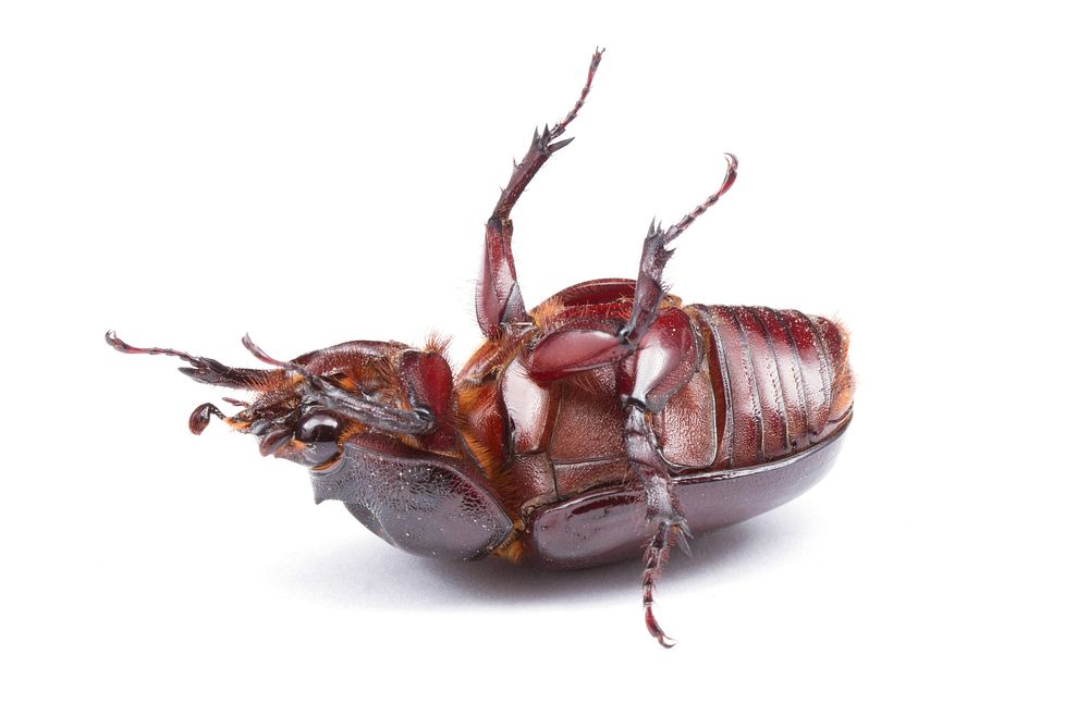 Ox beetle, female (Dynastinae, Strategus aloeus)USA, TX, Lee Co.: Elgin 