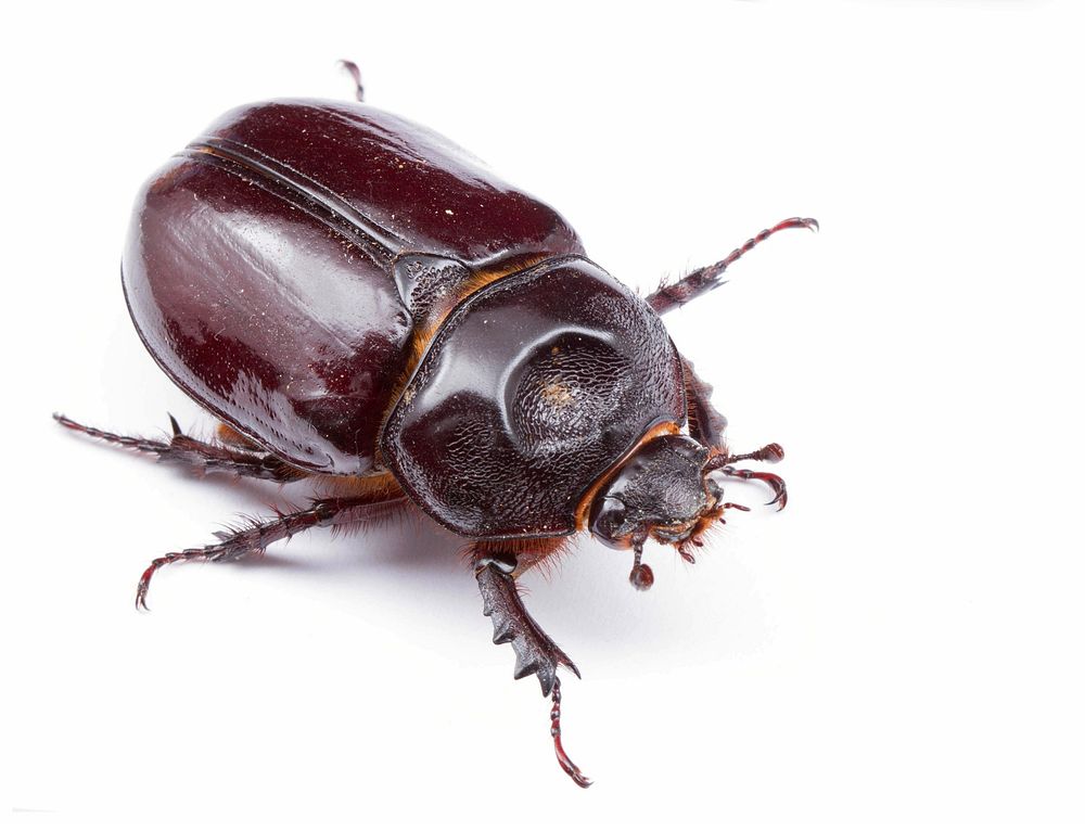 Ox beetle, female (Dynastinae, Strategus aloeus) USA, TX, Lee Co.: Elgin 
