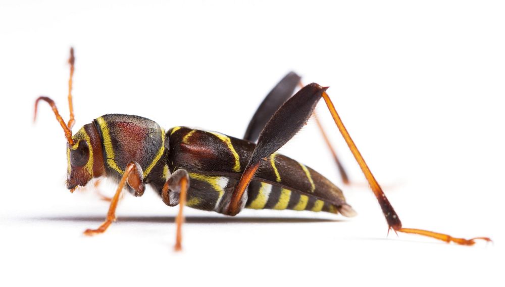 Longhorn beetle (Cerambycidae, Neoclytus mucronatus)USA, TX, Gonzales Co. 