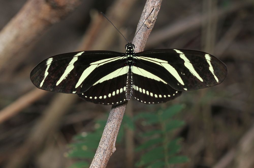 Zebra Longwing (Nymphalidae, Heliconius charithonia (Linnaeus))USA, TX, Hidalgo Co.: MissionNational Butterfly…