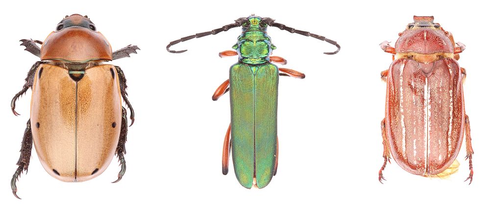 Grapevine beetle, Bumelia borer, Hammond's lined june beetleUSA, TX, Travis Co.: AustinBrackenridge Field Laboratory 