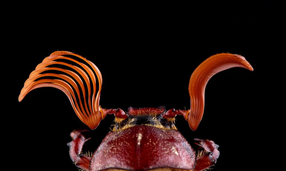 Hammond's Lined June Beetle (Scarabaeidae, Polyphylla hammondi)USA, TX, Travis Co.: Austin 