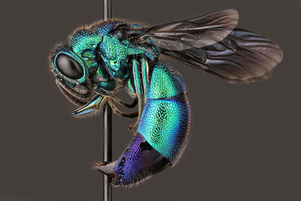 Cuckoo wasp (Chrysididae)USA, TX, Travis Co.: AustinHornsby Bend 