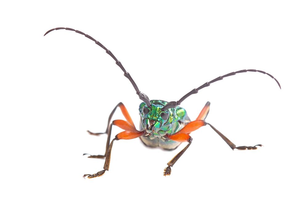Bumelia Borer (Cerambycidae, Plinthocoelum suaveolens) USA, TX, Travis Co.: AustinHornsby Bend 
