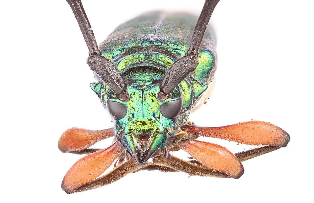 Bumelia borer (Cerambycidae, Plinthocoelium suaveolens) USA, TX, Travis Co.: AustinHornsby Bend 