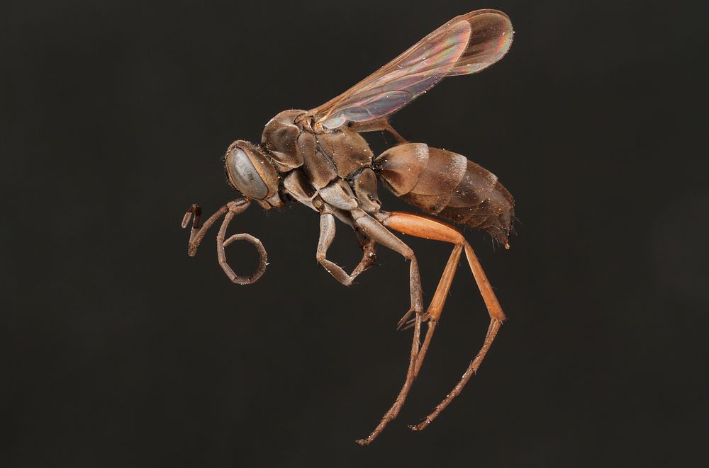 Spider wasp female (Pompilidae, Aporinellus taeniatus) USA, TX, Zapata Co.: San Ygnacio Rio Grande River  coll. A. W. Hook.
