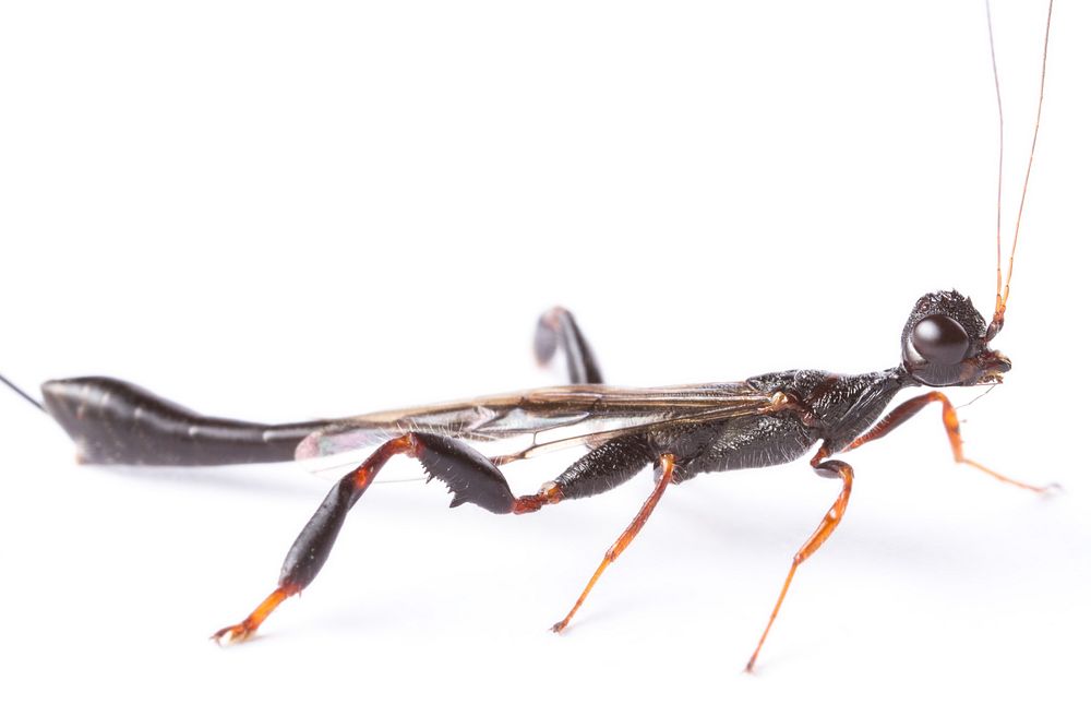 Crown wasp (Stephanidae: Megischus bicolor)Austin, Texas, USA.A public domain image by Brett Morgan, part of the University…