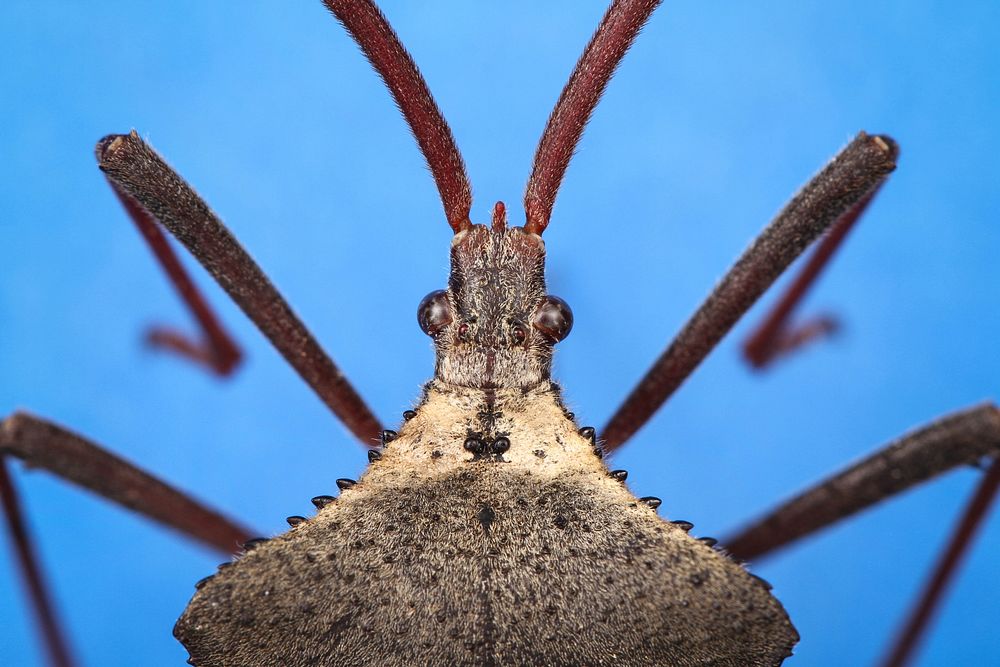 Leaf-footed bug (Acanthocephala declivis)East Columbia, Texas, USAA public domain image by Brett Morgan, part of the…