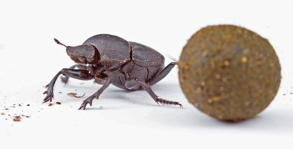 Tumblebug and dung ball (Scarabaeidae, Canthon sp.)USA, TX, Hidalgo Co. 