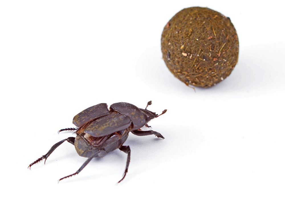 Tumblebug walks toward dung ball (Scarabaeidae, Canthon sp.)USA, TX, Hidalgo Co. 