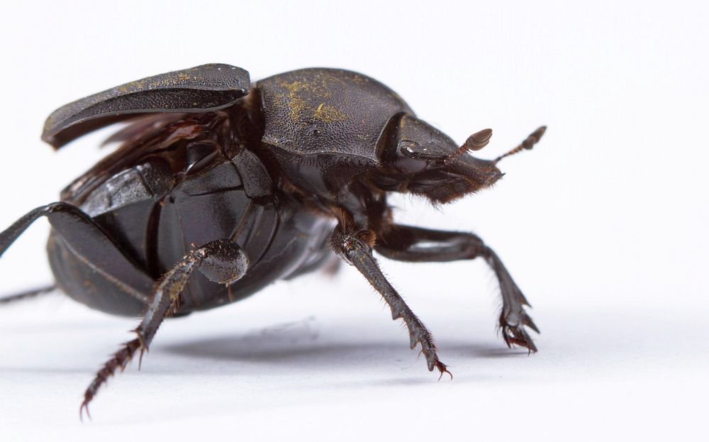 Tumblebug (Scarabaeidae, Canthon sp.)USA, TX, Hidalgo Co. 