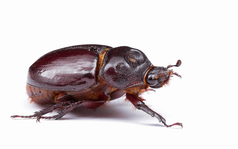 Ox beetle, female (Dynastinae, Strategus aloeus)USA, TX, Lee Co.: Elgin 