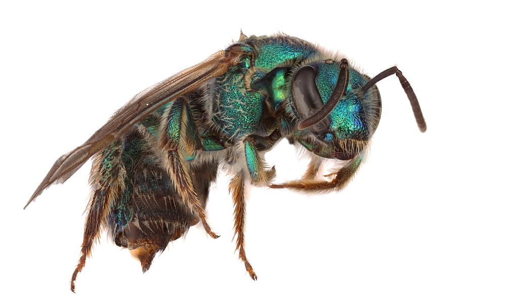 Metallic Green Bee (Halictidae, Agapostemon sp.)USA, TX, Bastrop Co.: Red Rock 