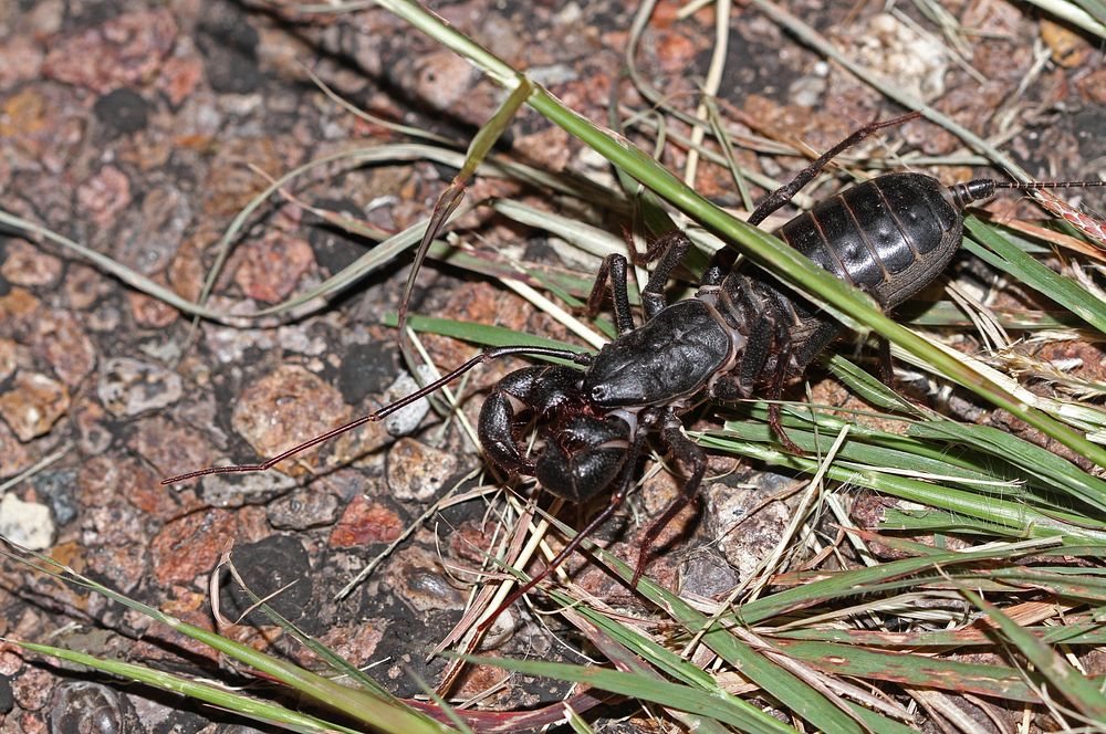 Giant Vinegaroon (Thelyphonidae, Mastigoproctus giganteus)USA, Free Photo rawpixel